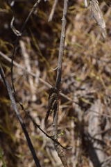 Lactista gibbosus