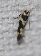 Macrobathra arrectella