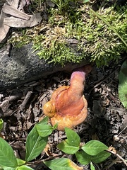 Ganoderma curtisii