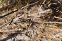 Lactista gibbosus