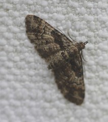 Mnesiloba eupitheciata