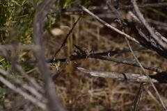 Lactista gibbosus