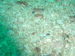Apletodon pellegrini