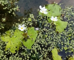 Nymphoides aquatica