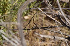 Lactista gibbosus