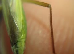 Notostira