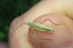 Notostira