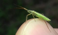 Notostira