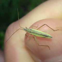 Notostira