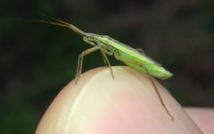 Notostira