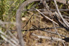 Lactista gibbosus