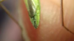 Notostira
