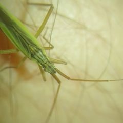 Notostira