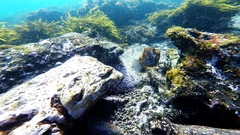 Eubalichthys mosaicus