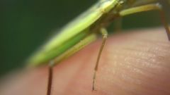 Notostira