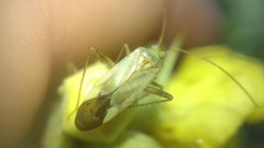 Adelphocoris lineolatus