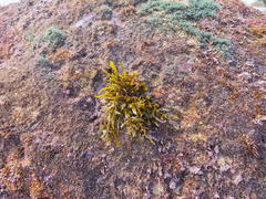 Sargassum elegans