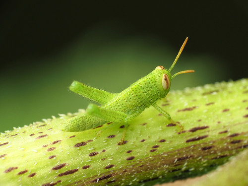 Egyptian Grasshopper
