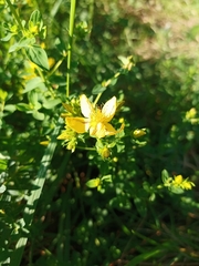 Hypericum