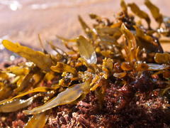 Sargassum elegans