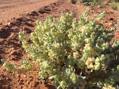 Atriplex lindleyi