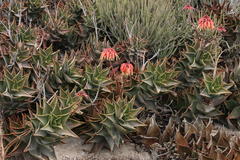 Aloe distans