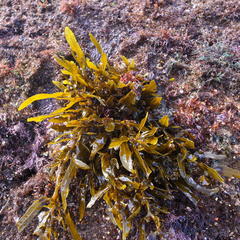 Sargassum elegans