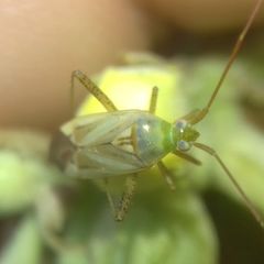 Adelphocoris lineolatus