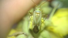 Adelphocoris lineolatus