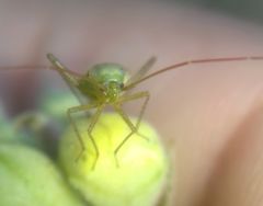Adelphocoris lineolatus