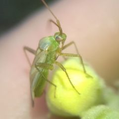 Adelphocoris lineolatus