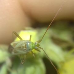 Adelphocoris lineolatus