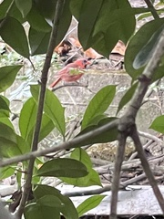 Cardinalis cardinalis