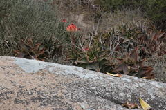 Aloe distans