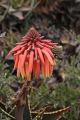 Aloe distans