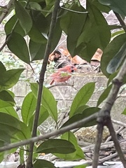 Cardinalis cardinalis
