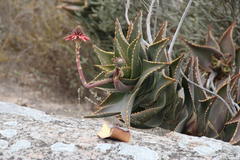 Aloe distans
