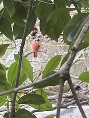 Cardinalis cardinalis