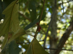 Kokkocynips imbricariae