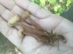 Cudonia