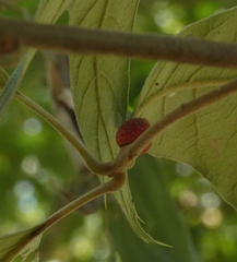 Kokkocynips imbricariae