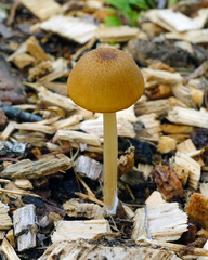 Entoloma formosum