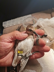 Calidris pygmaea