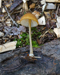 Entoloma formosum