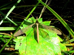 Tipula fulvipennis