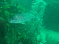 Chirodactylus grandis