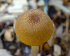 Entoloma formosum