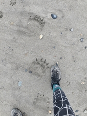 Ursus arctos beringianus