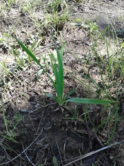 Yucca arkansana