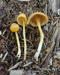 Entoloma unicolor